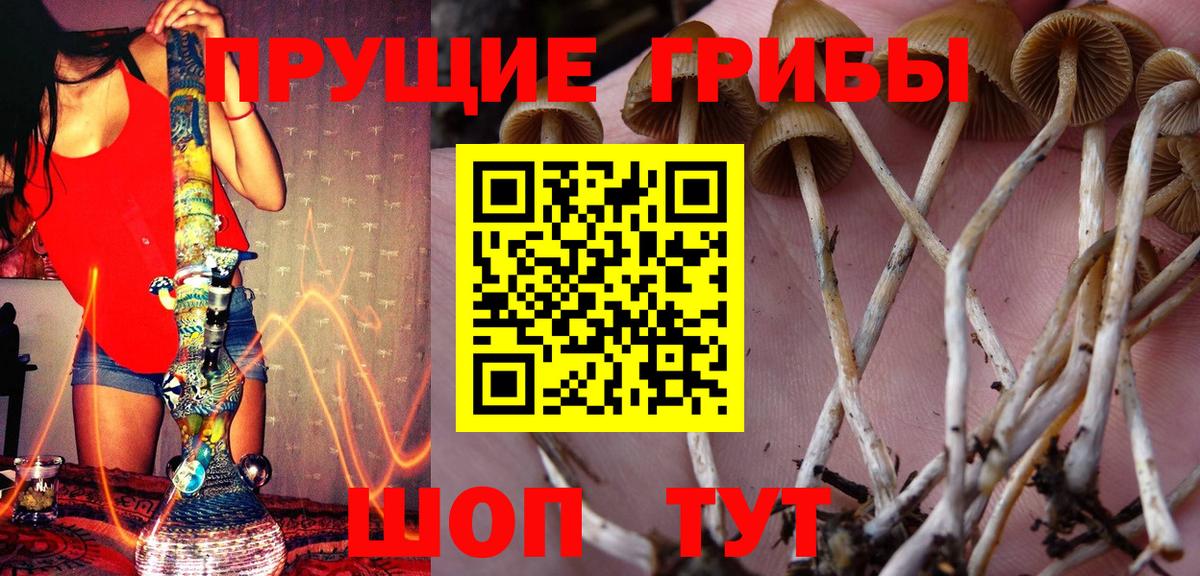 Псилоцибиновые грибы Psilocybe Светлоград